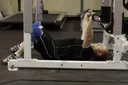 Floor Press exercise